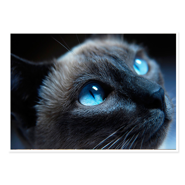 Painel Fotográfico Adesivo Gato de olho azul Armario Farmacia ~ Painel Fotográfico Adesivo Gato de olho azul
